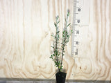 5x Corokia Yellow Wonder - $5.99 each