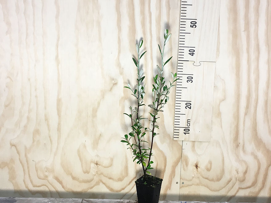 Corokia Yellow Wonder