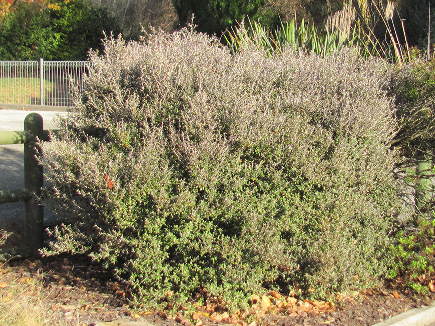 100x Corokia Bronze Knight - $3.99 each
