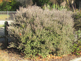 5x Corokia Bronze Knight - $5.99 each