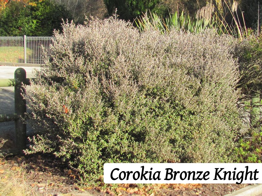 25x Shelter Combo - $4.99 trees & shrubs