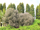 5x Corokia Bronze Knight - $5.99 each
