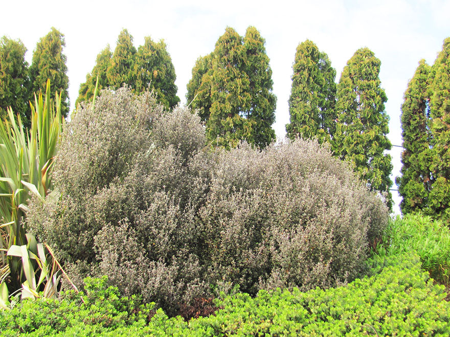Corokia Bronze Knight