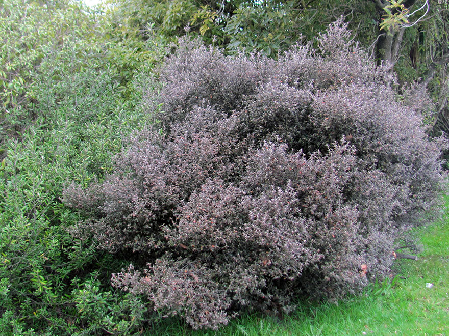 25x Corokia Bronze Knight - $4.99 each