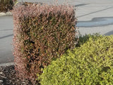 5x Corokia Bronze Knight - $5.99 each