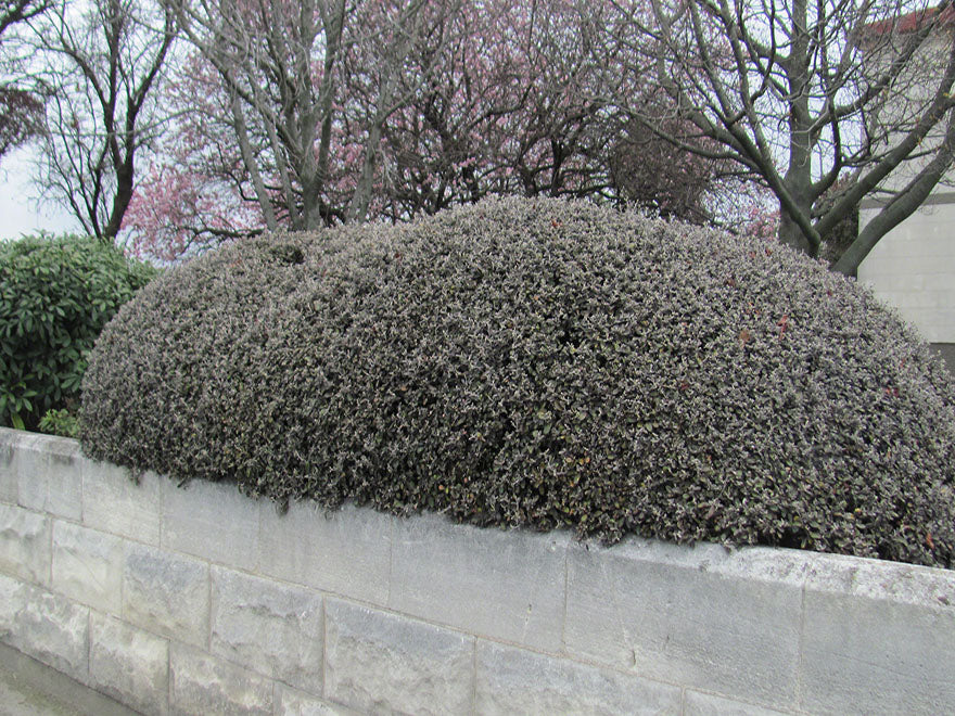 100x Corokia Bronze Knight - $3.99 each