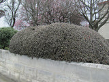 100x Corokia Bronze Knight - $3.99 each