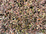 5x Corokia Bronze Knight - $5.99 each