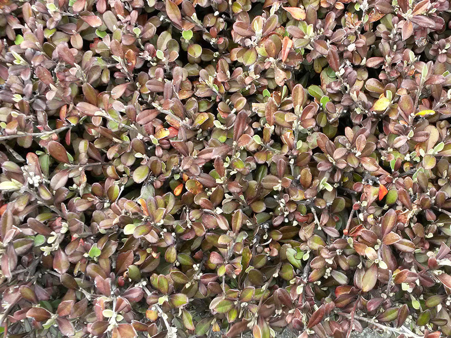 Corokia Bronze Knight