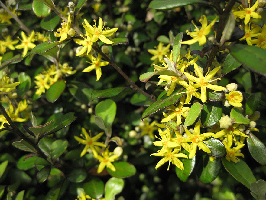 25x Corokia Bronze Knight - $4.99 each