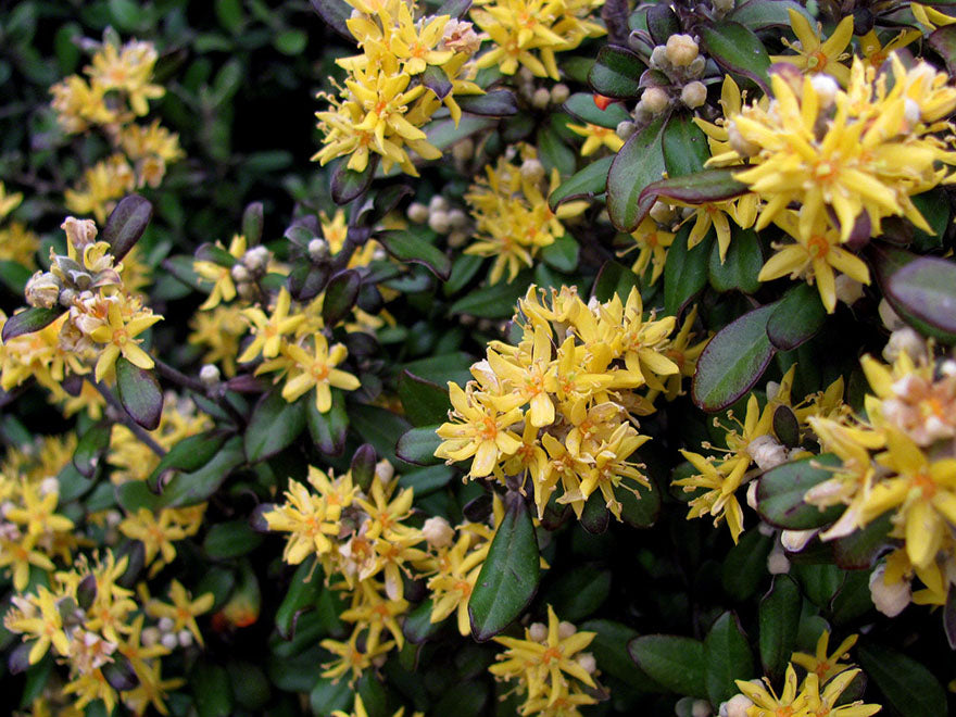 100x Corokia Bronze Knight - $3.99 each