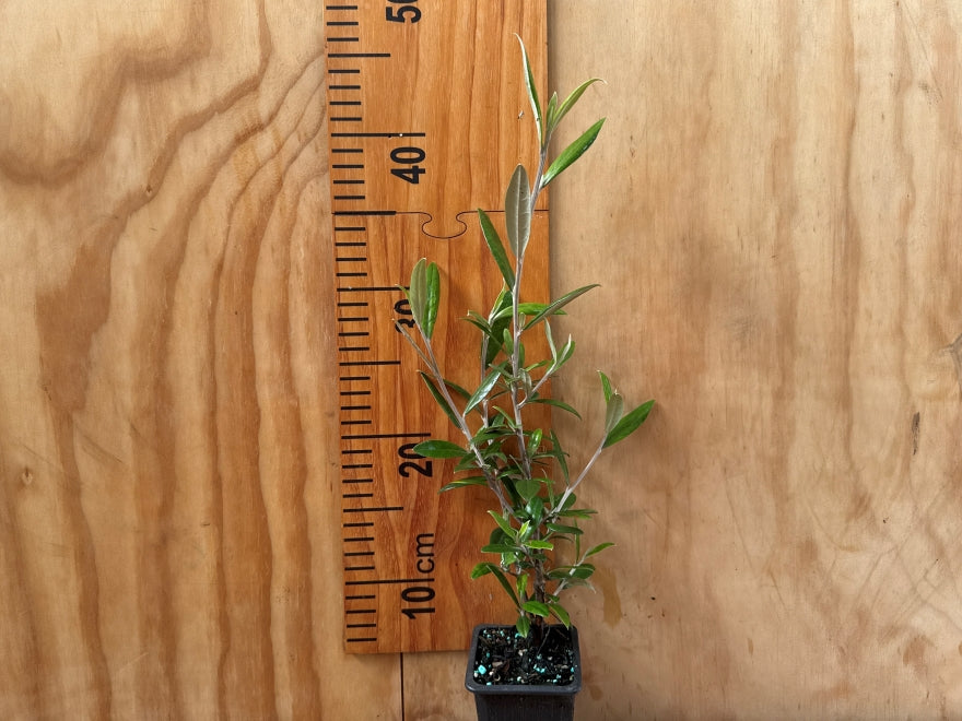 5x Corokia Buddleoides - $5.99 each
