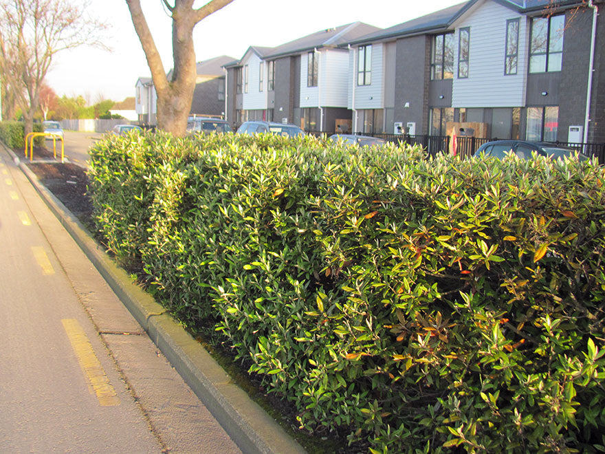 25x Corokia Buddleoides - $1.99 each