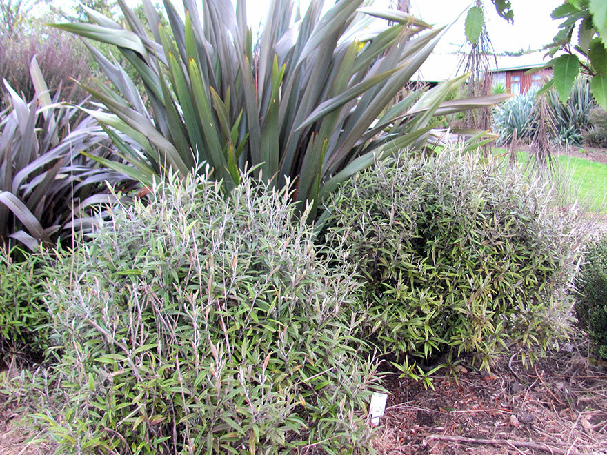 5x Corokia Buddleoides - $5.99 each