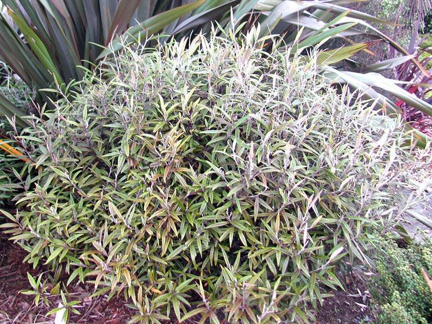 5x Corokia Buddleoides - $5.99 each