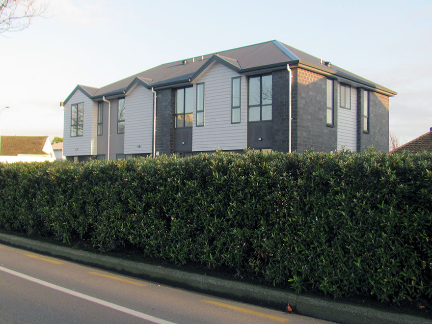 5x Corokia Buddleoides - $5.99 each