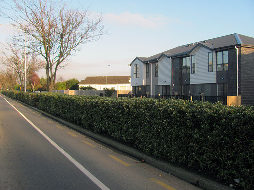 5x Corokia Buddleoides - $5.99 each