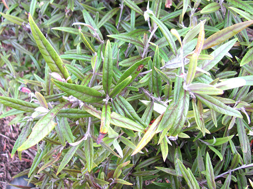 25x Corokia Buddleoides - $4.99 each