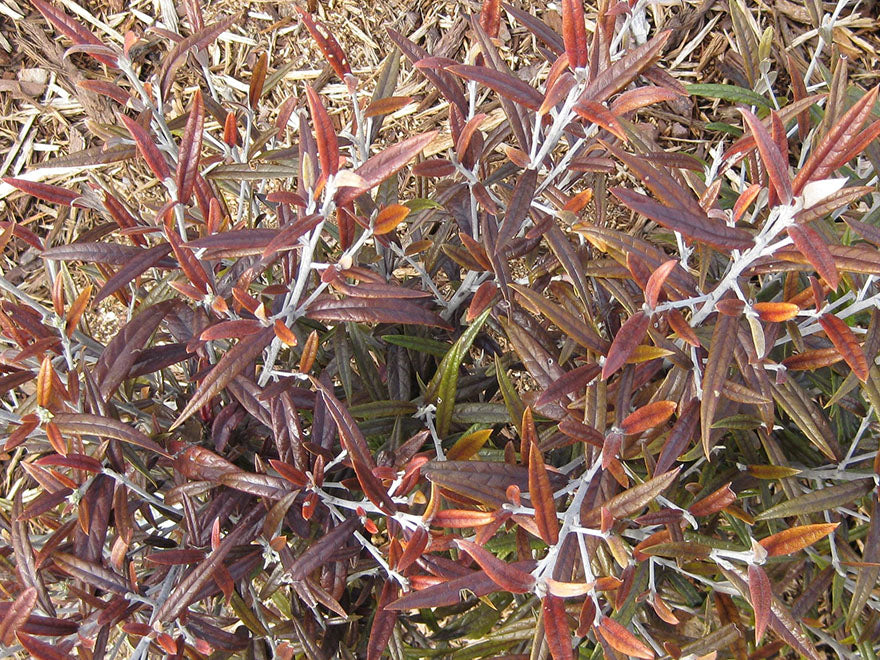 5x Corokia Buddleoides - $5.99 each