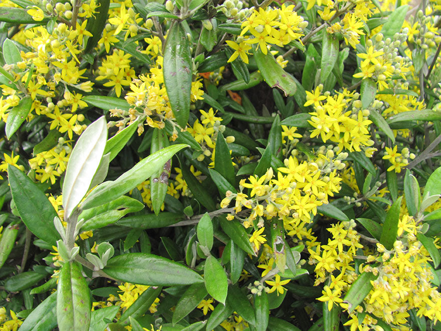 25x Corokia Buddleoides - $4.99 each