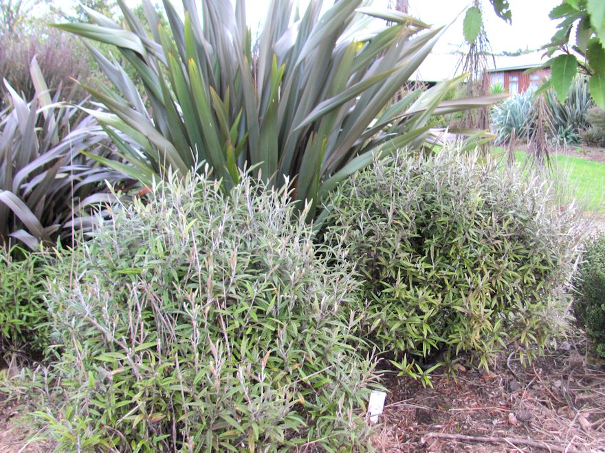 Corokia Buddleoides