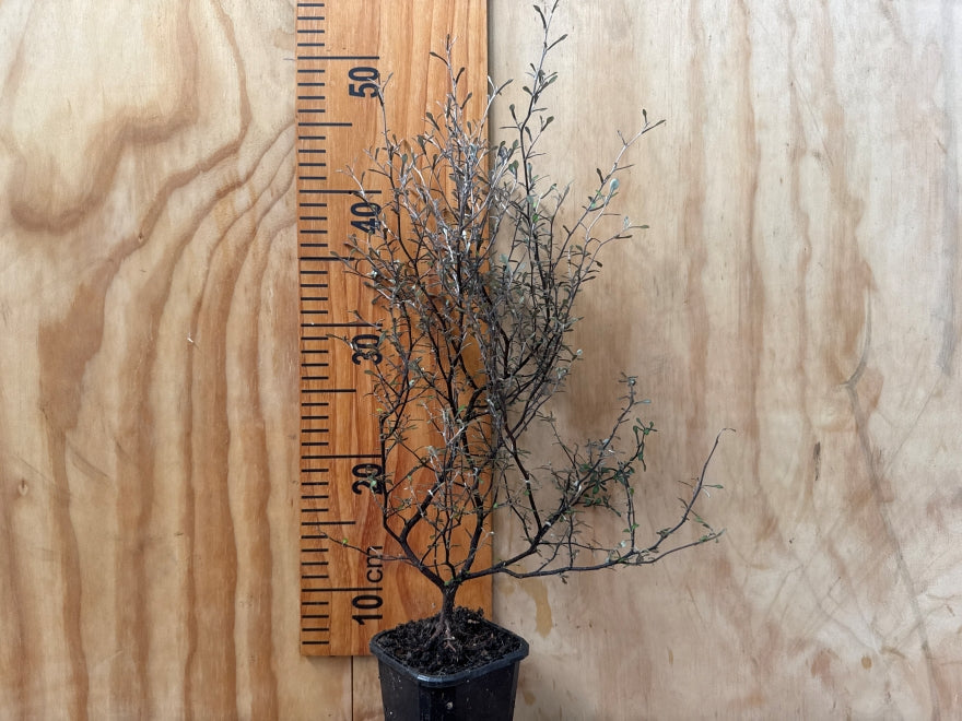 Corokia Cotoneaster