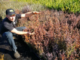 100x Corokia Frosted Chocolate