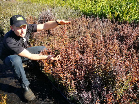 100x Corokia Frosted Chocolate