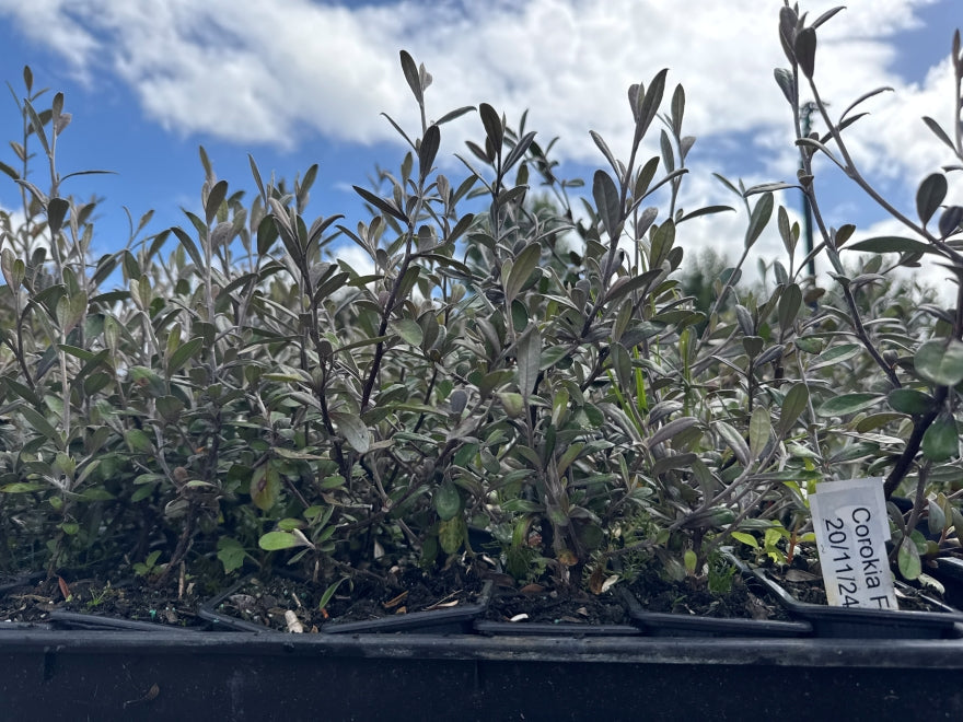 10x Corokia Frosted Chocolate - $1.99 each