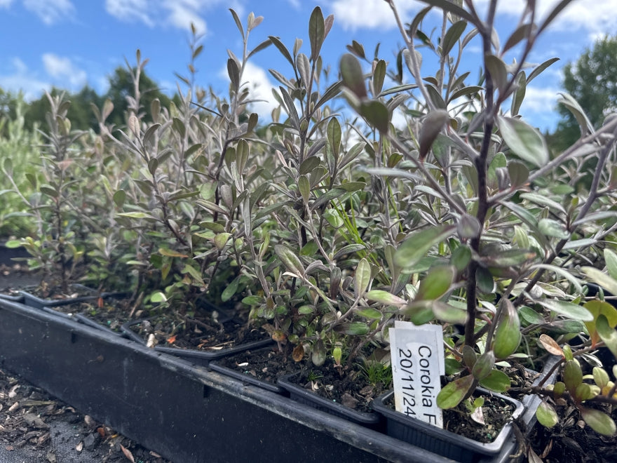 10x Corokia Frosted Chocolate - $1.99 each