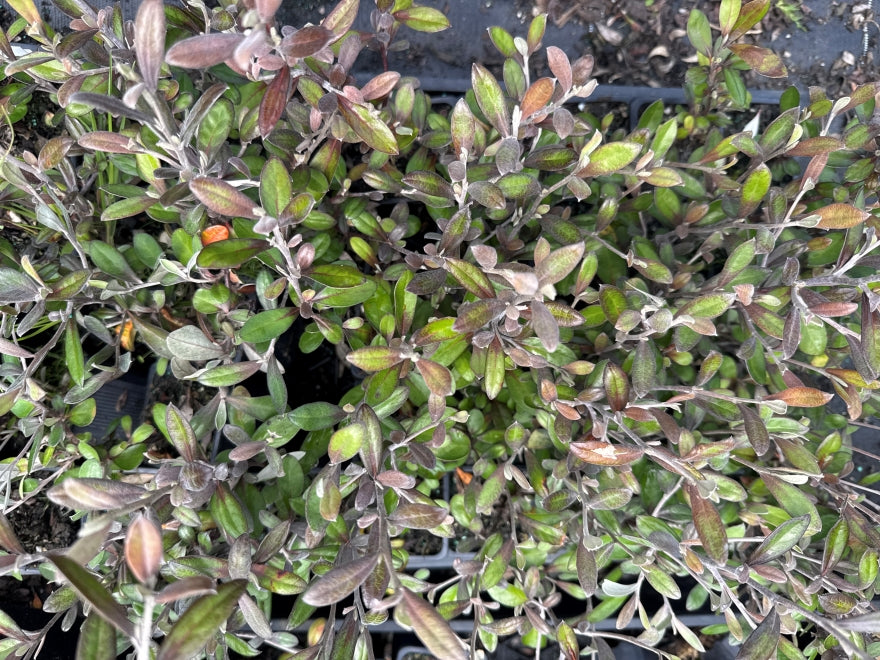 10x Corokia Frosted Chocolate - $1.99 each
