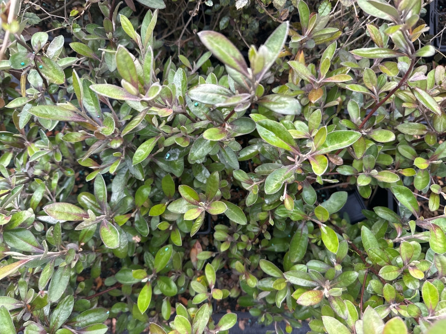 10x Corokia Frosted Chocolate - $1.99 each
