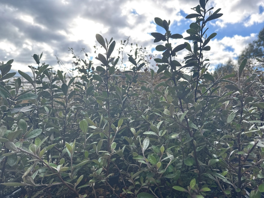 10x Corokia Frosted Chocolate - $1.99 each