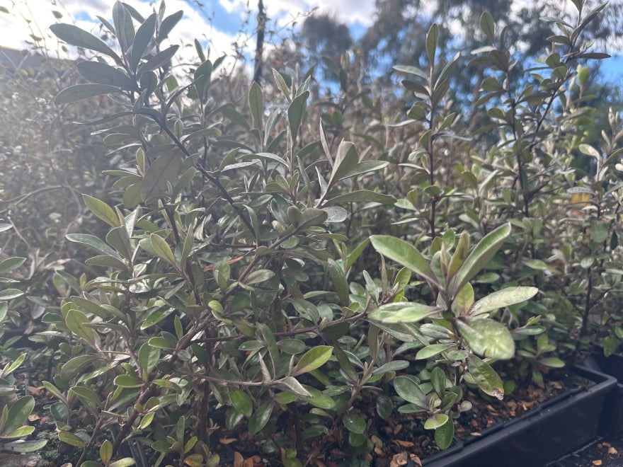10x Corokia Frosted Chocolate - $1.99 each