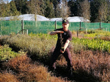 100x Corokia Frosted Chocolate