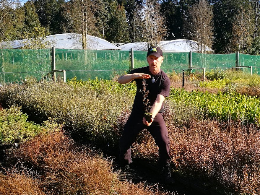 25x Corokia Frosted Chocolate - $4.99 each