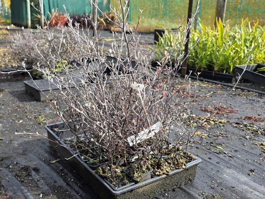 10x Corokia Galaxy - $1.99 each