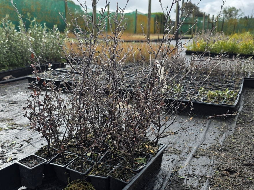 10x Corokia Galaxy - $1.99 each