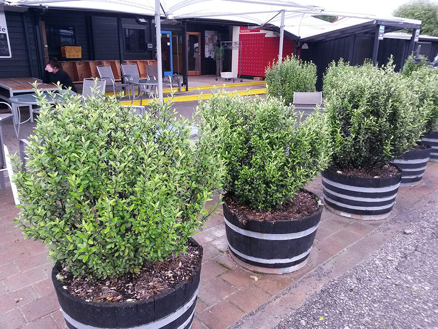 100x Corokia Geentys Green - $2.99 each