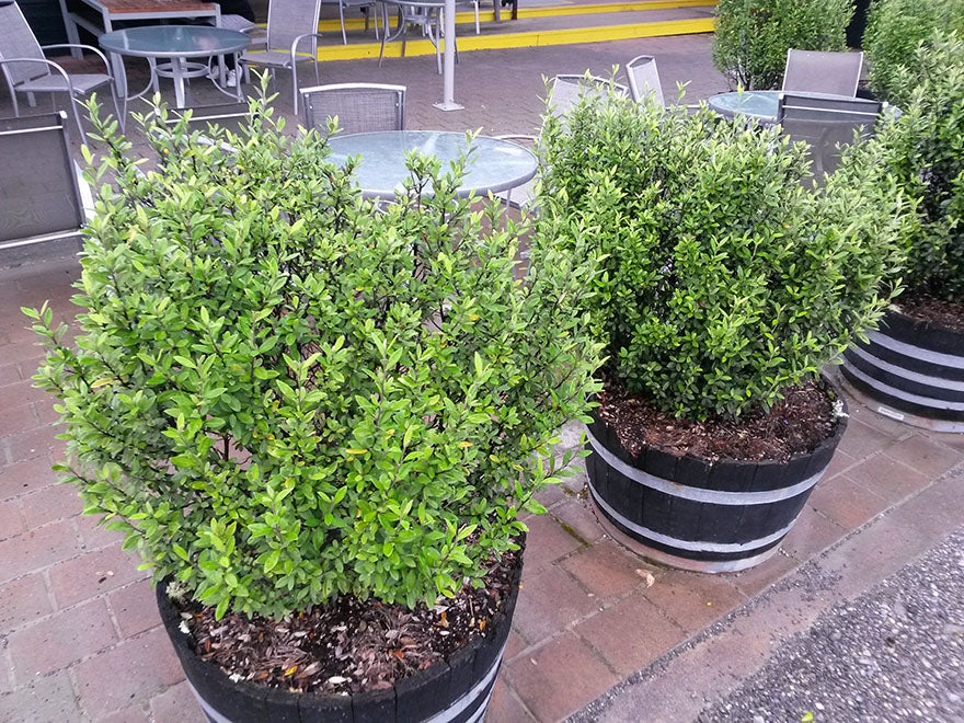 25x Corokia Geentys Green - $2.99 each