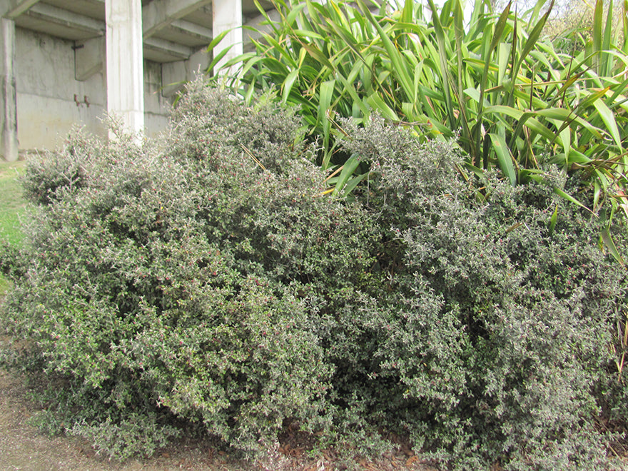 100x Corokia Jaxon - $3.99 each