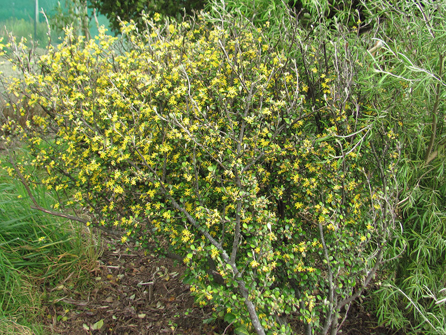 Corokia Galaxy