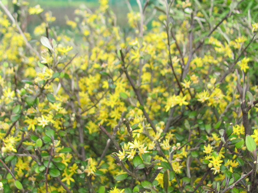 25x Corokia Galaxy - $2.99 each