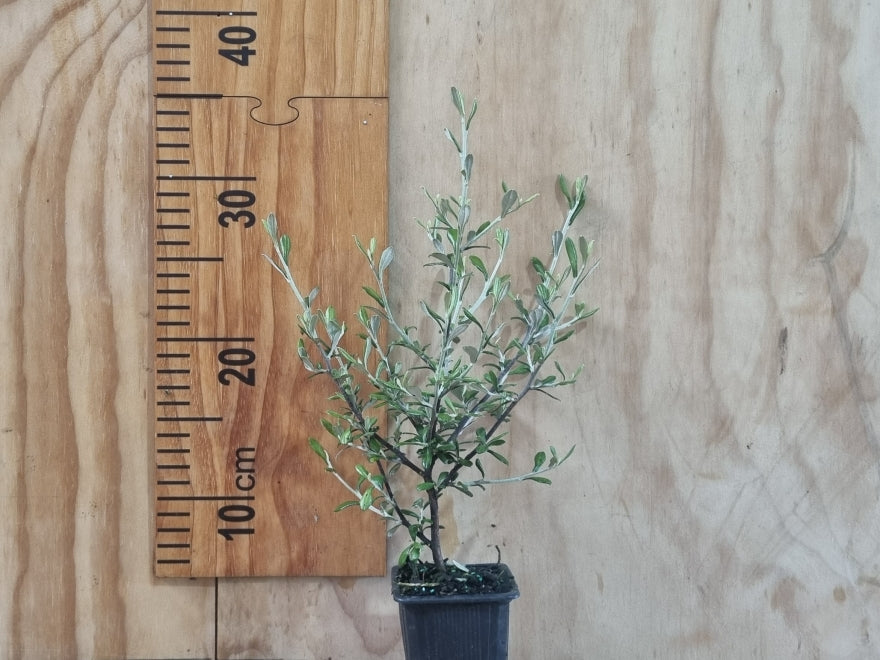 25x Corokia leprechaun - $4.99 each
