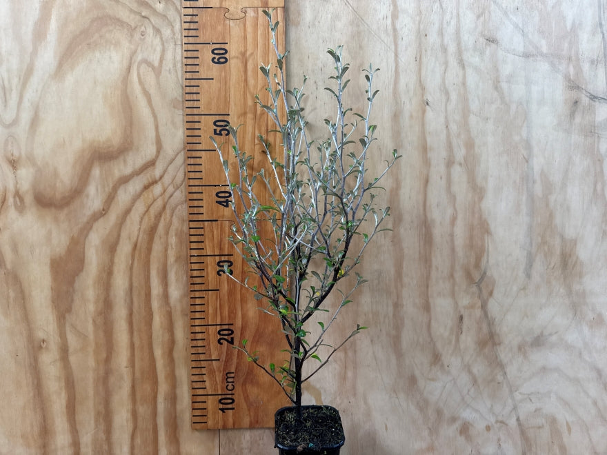 5x Corokia leprechaun - $7.99 each
