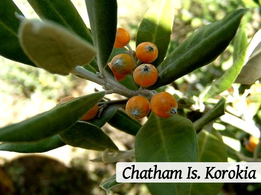 500x Clearance Native Combo - $1.99c each - Super Cheap