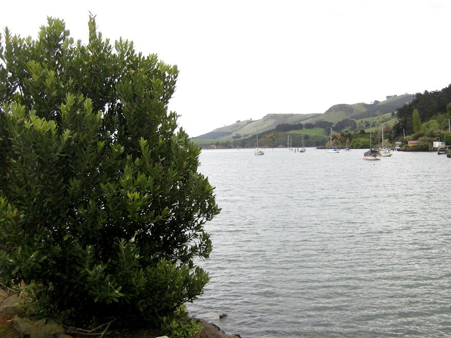 100x Corokia Macrocarpa - $2.99 each