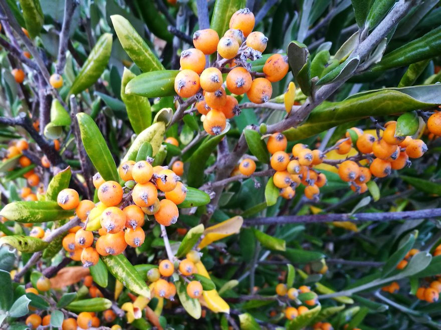 10x Chatham Island Corokia - $1.99 each