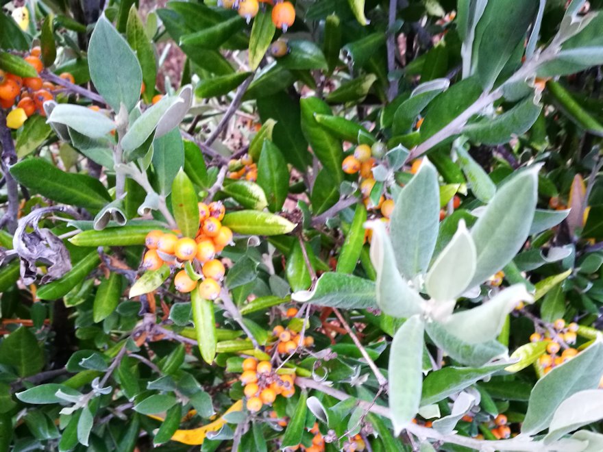 10x Chatham Island Corokia - $1.99 each