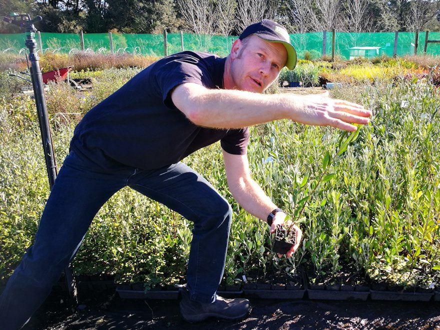 25x Chatham Island Corokia - $4.99 each